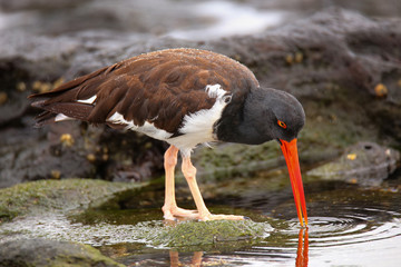 American oystercatcher feeding on Santiago Island in Galapagos N
