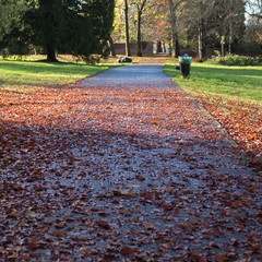 Road full of red leaves in a sunny day, autumn time.