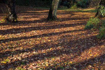 Ground full of red leaves and trees in a sunny day, autumn time.