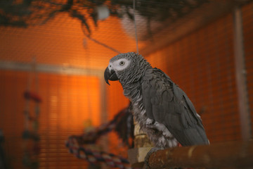 Big grey parrot in the cage