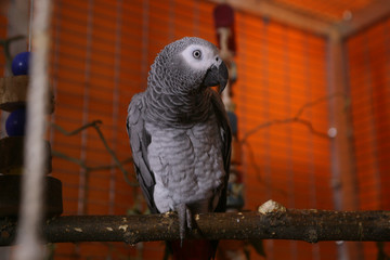 Big grey parrot in the cage