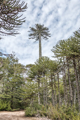 Araucaria forest in National Park Nahuelbuta, Chile
