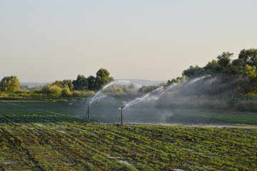 Irrigation system in field of melons. Watering the fields. Sprinkler