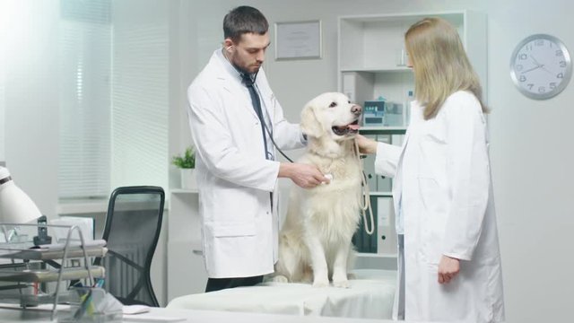 In Veterinary Clinic. Vet and His Assistant Examine the Dog with Stethoscope.  Shot on RED Cinema Camera in 4K (UHD).