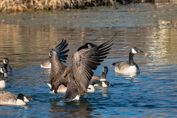 Canadian Geese