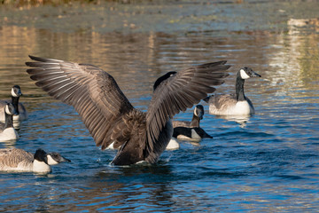 Canadian Geese