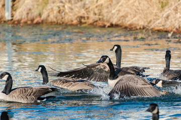Canadian Geese