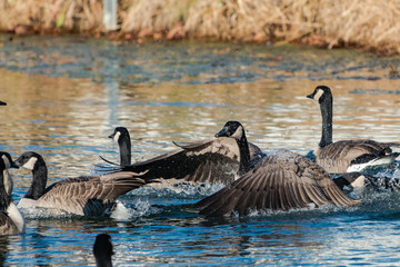 Canadian Geese