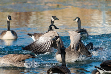 Canadian Geese