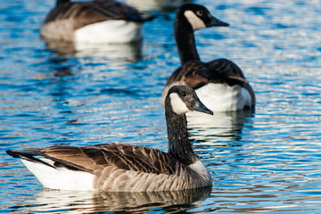 Canadian Geese