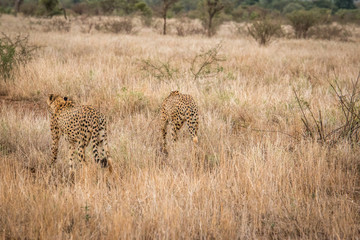 Bonding Cheetahs in the Kruger National Park, South Africa.