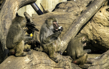 Succession of monkeys in the time
