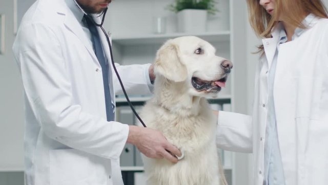 In Veterinary Clinic. Vet and His Assistant Examine the Dog with Stethoscope. In Slow Motion.  Shot on RED Cinema Camera in 4K (UHD).
