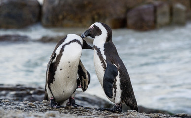 Kissing Penguins. African penguins during mating season. African penguin ( Spheniscus demersus)...