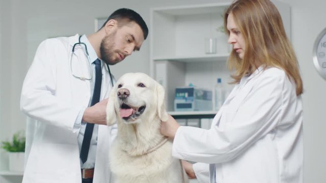 In Veterinary Clinic. Vet and His Assistant Make and Injection to a Dog. In Slow Motion. Shot on RED Cinema Camera in 4K (UHD).