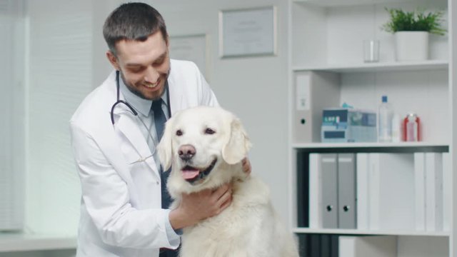 In Veterinary Clinic. Vet Examines the Dog and Strokes the Dog. In Slow Motion. Shot on RED Cinema Camera in 4K (UHD).