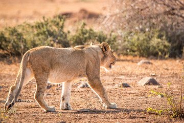 Walking Lion in the Kruger National Park, South Africa.