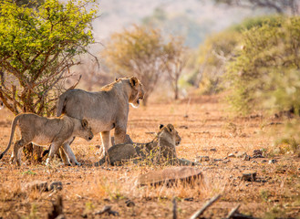 Bonding Lions in the Kruger National Park, South Africa.