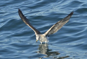 Juvenile Kelp gull (Larus dominicanus) flying above the ocean background. Also known as the Dominican gull and Black Backed Kelp. Natural blue sky background.