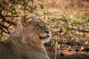 Starring young Lion in the Kruger National Park, South Africa.