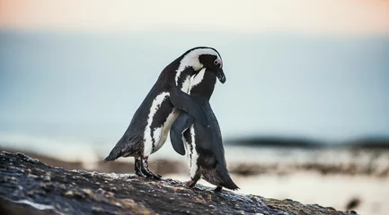 Poster Kussende pinguïns. Afrikaanse pinguïns tijdens de paartijd. Afrikaanse pinguïn (Spheniscus demersus) ook als de jackass-pinguïn en zwartvoetpinguïn. Kolonie van keien. Zuid-Afrika © Uryadnikov Sergey