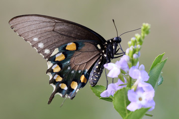 Pipevine Swallowtail Butterfly