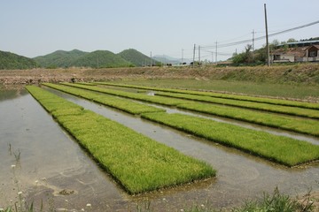 논 농사
