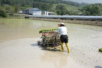 논 농사