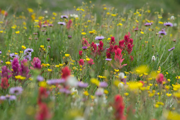 Mountain Wildflowers © Flat Nine Photo