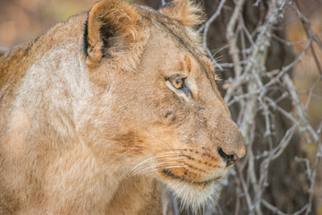 Fototapeta na wymiar Side profile of a Lioness in the Kruger National Park, South Afr