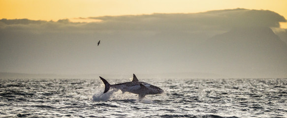Fototapeta premium Great White Shark (Carcharodon carcharias) breaching in an attac