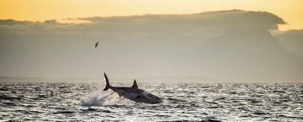 Fototapeta premium Great White Shark (Carcharodon carcharias) breaching in an attac
