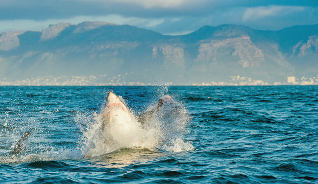 Great White Shark (Carcharodon carcharias) breaching in an attac