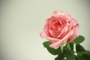 Beautiful bouquet of roses in vintage vase on background