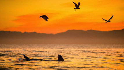 Fins of a white shark and Seagulls eat oddments from prey of a Great white shark (Carcharodon...