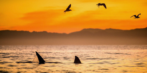 Fototapeta premium Fins of a white shark and Seagulls eat oddments from prey of a Great white shark (Carcharodon carcharias), Red sunrise on the sky at early morning,