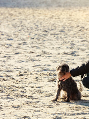 Someone hand petting dog on beach