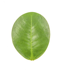 Obraz premium green leaf on white background