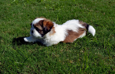 Party Shih Tzu in grass/Purebred Shih Tzu puppy laying in grass