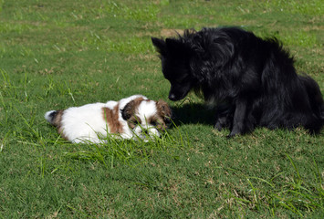 Puppy and Poppy/ Black Pomeranian smelling a Shih Tzu puppy in the grass