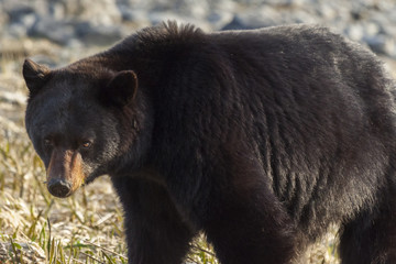 Black bear feeding on plantago grass in Kenai Fjords National Pa