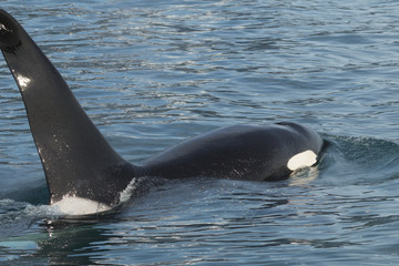 Fototapeta premium Close encounter with a large male orca swimming under our boat i