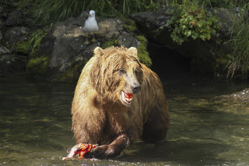 Obraz na płótnie Canvas Grizzly bear snacking on salmon in the Russian River, AK.