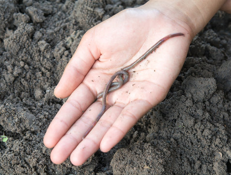 worms in hand and soil nature