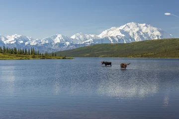 Fototapete Elchbulle Zwei Stierelche füttern in Wonder Lake mit der Alaska Range in t