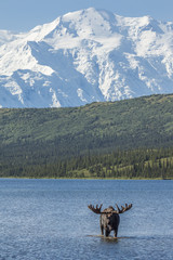 Bull moose feeding in Wonder Lake with Denali in the background,
