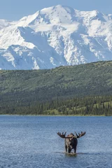 Washable wall murals Moose Bull moose feeding in Wonder Lake with Denali in the background,