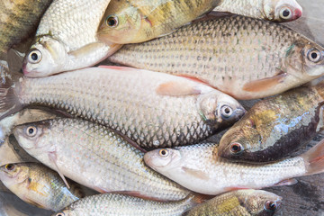freshwater fish from natural