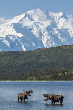 Two bull moose feeding in Wonder Lake with Denali in the backgro