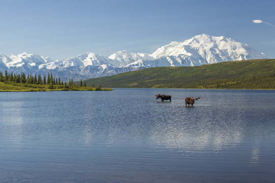 Two bull moose feeding in Wonder Lake with the Alaska Range in t